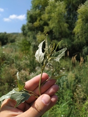 Atriplex micrantha