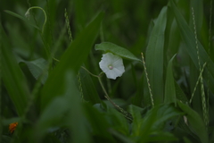 Ipomoea biflora