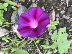 Ipomoea purpurea