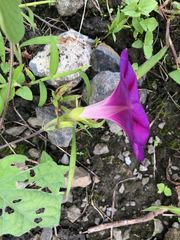 Ipomoea purpurea