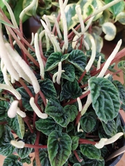 Peperomia caperata