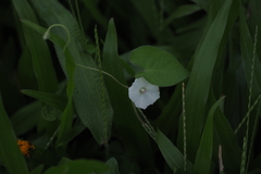 Ipomoea biflora