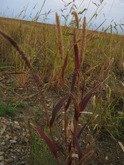 Setaria viridis pycnocoma