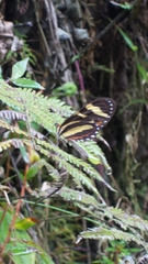 Mechanitis menapis mantineus