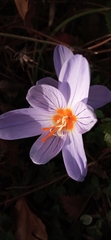 Crocus pulchellus