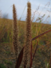 Setaria viridis pycnocoma