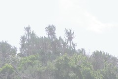 Euphorbia triangularis