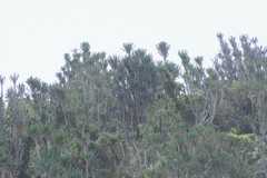 Euphorbia triangularis