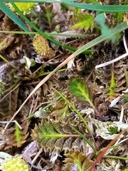Leptinella squalida