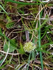 Leptinella squalida