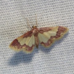Idaea basinta