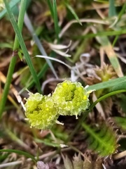 Leptinella squalida