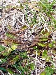 Leptinella squalida