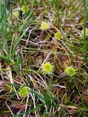 Leptinella squalida