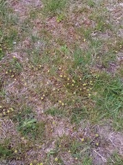 Leptinella squalida