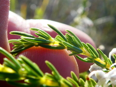 Erica rubiginosa rubiginosa