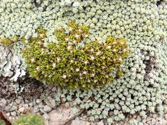 Colobanthus brevisepalus