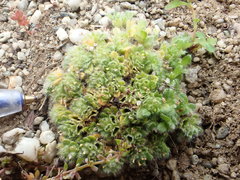 Myosotis brevis