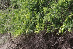 Azima tetracantha