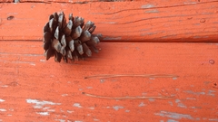 Pinus brutia eldarica