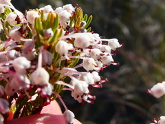 Erica rubiginosa rubiginosa