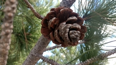 Pinus brutia eldarica