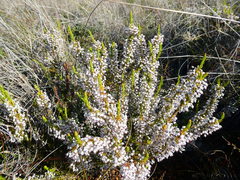 Erica rubiginosa rubiginosa
