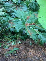 Gunnera tinctoria