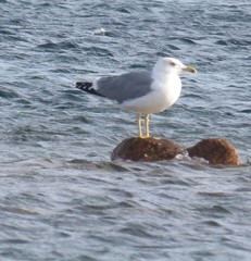Larus michahellis