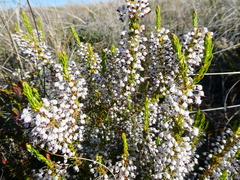 Erica rubiginosa rubiginosa