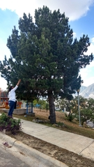 Pinus brutia eldarica