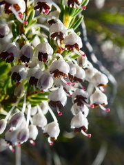 Erica rubiginosa rubiginosa