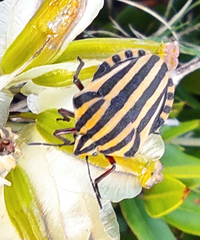Graphosoma italicum sardiniensis