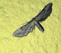 Idaea attenuaria