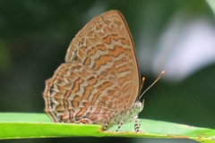 Poritia sumatrae