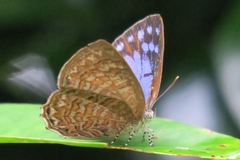 Poritia sumatrae