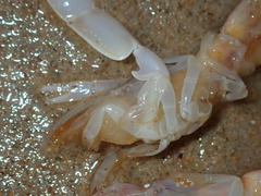 Trypaea australiensis