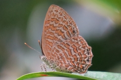 Poritia sumatrae