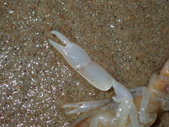 Trypaea australiensis