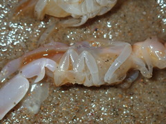 Trypaea australiensis