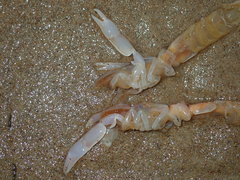 Trypaea australiensis