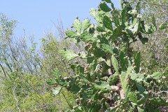 Opuntia monacantha