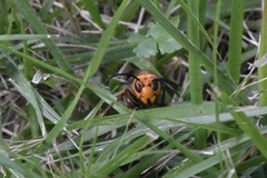 Vespa mandarinia