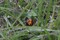 Vespa mandarinia