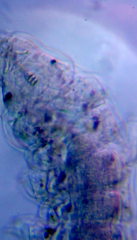 Eutardigrada