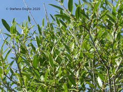 Phillyrea latifolia media