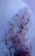 Eutardigrada