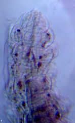 Eutardigrada