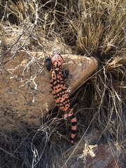 Heloderma suspectum cinctum