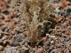 Bursatella ocelligera
